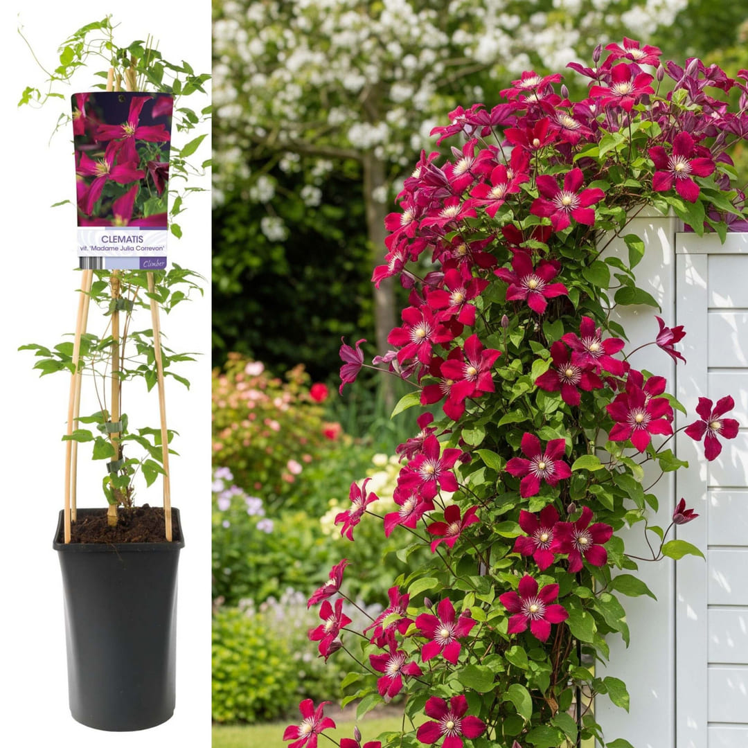 Clematis la Ghiveci XXL - Westerplatte