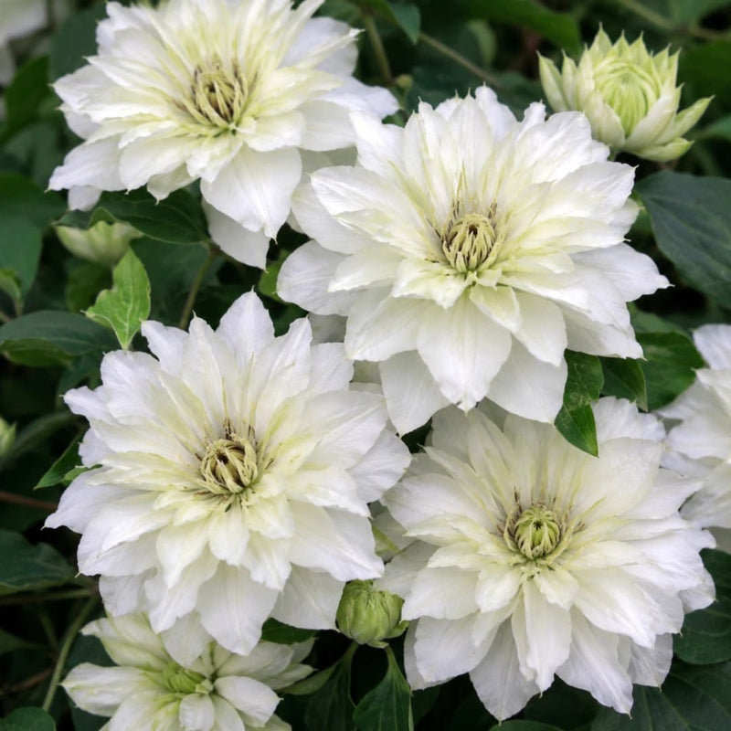 Clematis la Ghiveci Yukosi
