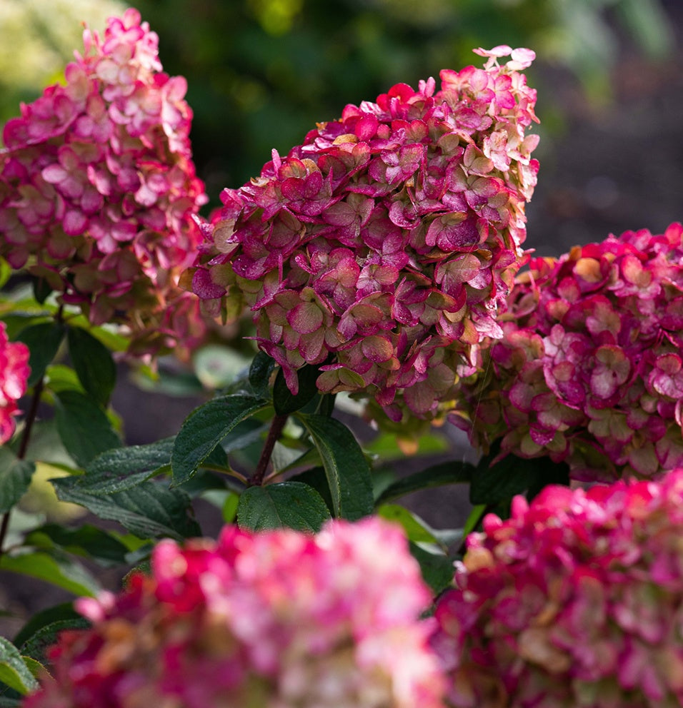 Hortensia Paniculata "Cocktail" - Hortensie de Soare
