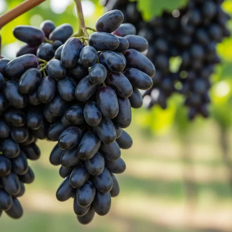 Vita de Vie "Coroana Neagra" Soi de Vin Anul 4