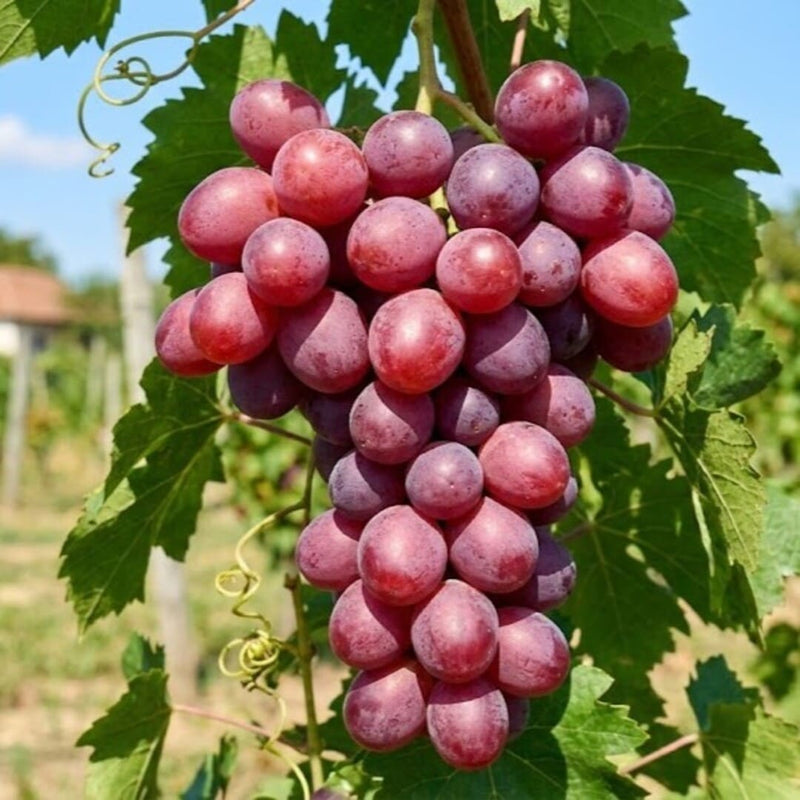 Vita de Vie "Cupidon" Fara Samburi, Soi de Masa Anul 4
