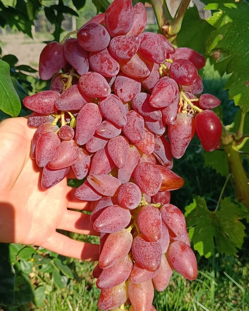 Vita de Vie "Dubovschi Roz" Fara Samburi, Soi de Masa Anul 4