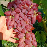 Vita de Vie "Dubovschi Roz" Fara Samburi, Soi de Masa Anul 4