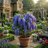 Glicina Cataratoare Pachet Promotional - Wisteria Sinensis