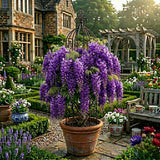 Glicina Cataratoare Pachet Promotional - Wisteria Sinensis