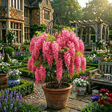 Glicina Cataratoare Pachet Promotional - Wisteria Sinensis