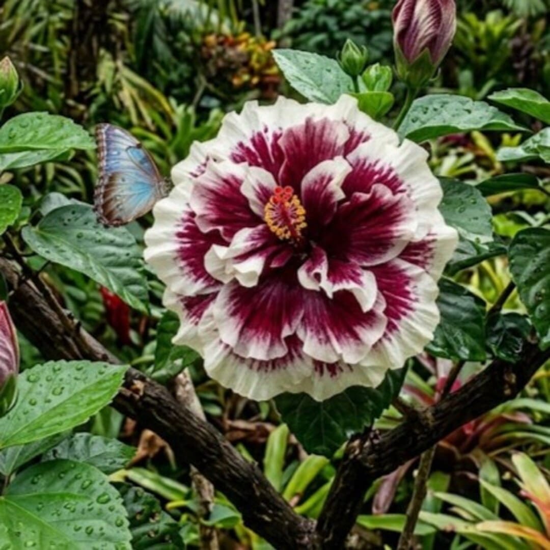 Hibiscus Tufa Visiniu - Syriacus
