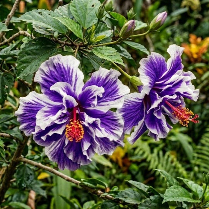 Hibiscus Tufa Alb-Mov - Syriacus