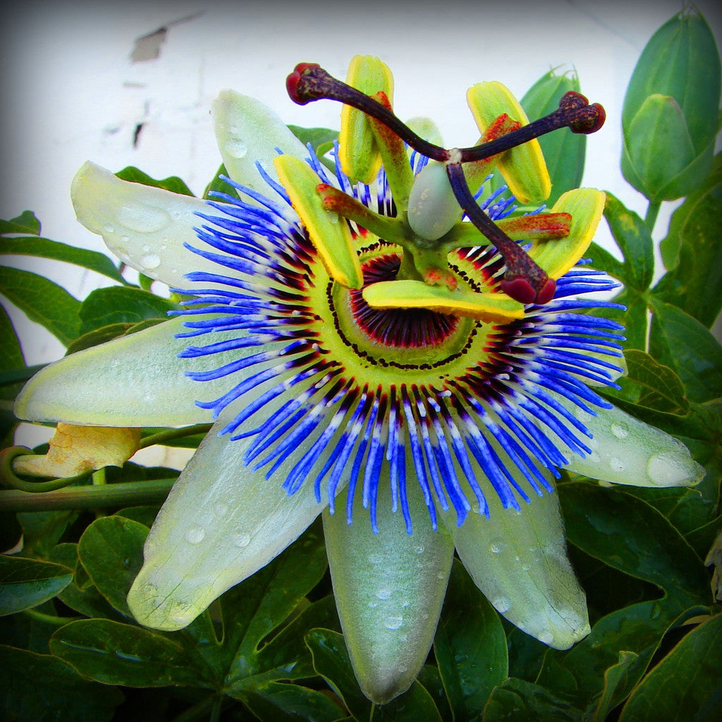 Passiflora "Incarnata Blue" - Floarea Pasiunii