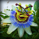 Passiflora "Incarnata Blue" - Fructul Pasiunii