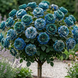 Trandafir Pomisor "Indigo" Anul 4