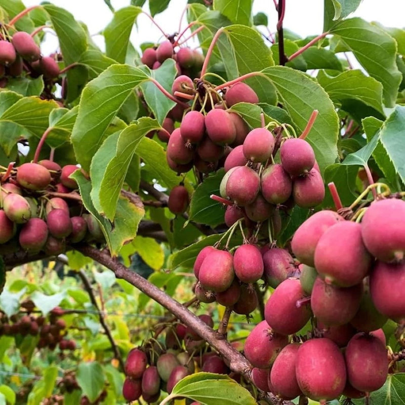 Kiwi Autofertil Anana - Actinidia Deliciosa Anul 3