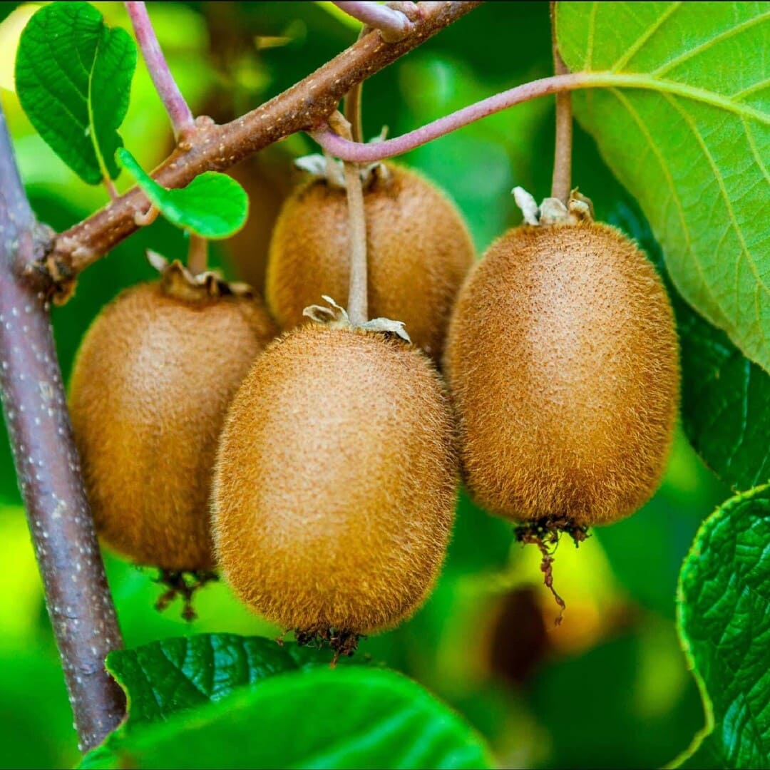 Kiwi Autofertil Jenny - Actinidia Deliciosa