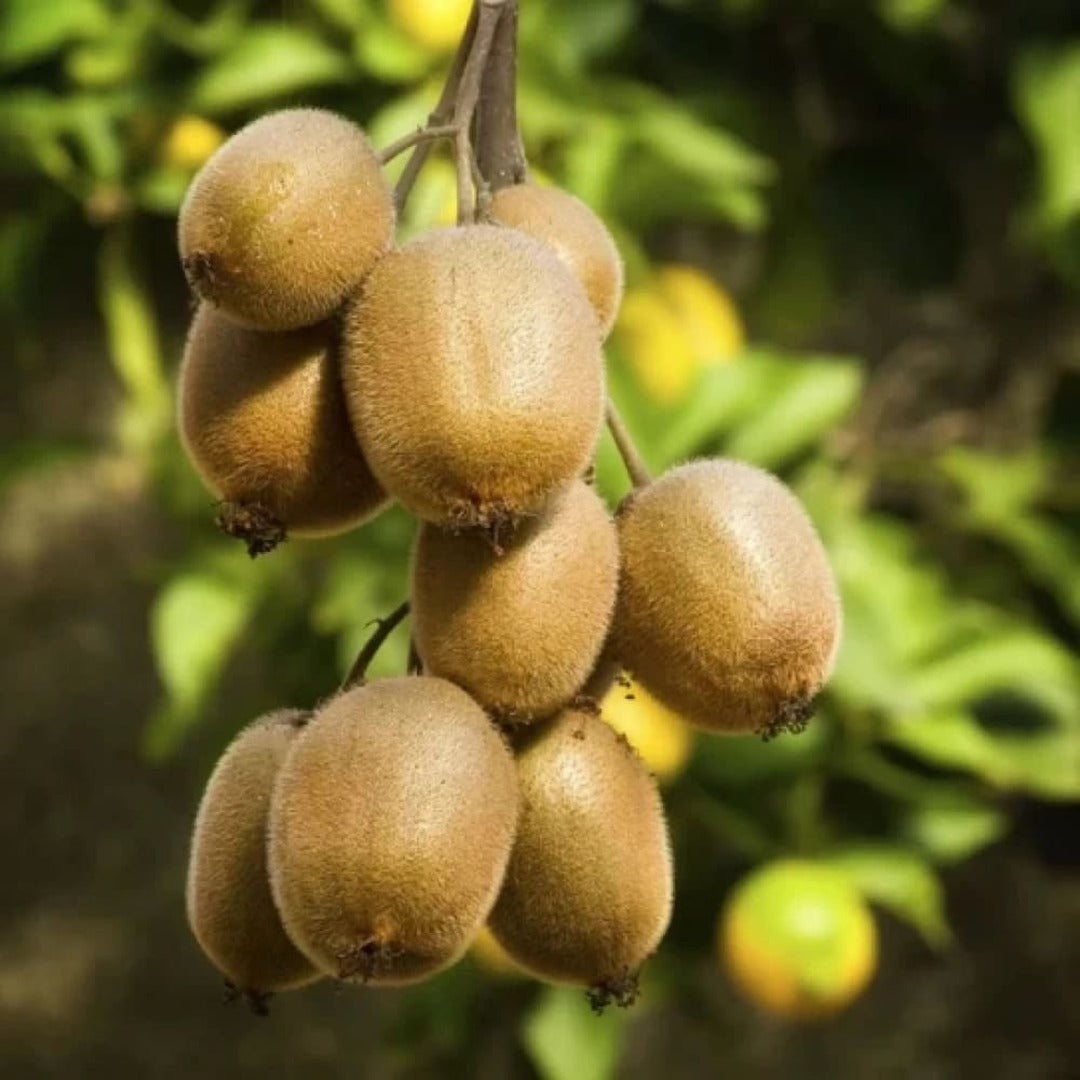 Kiwi Autofertil Hayward - Actinidia Deliciosa