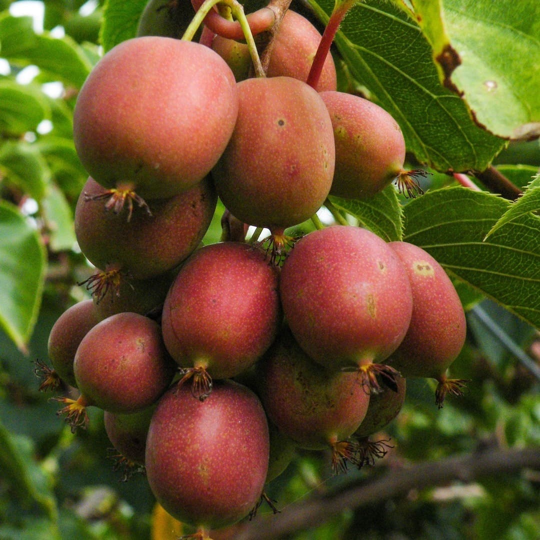 Kiwi Autofertil Ken's Red - Actinidia Deliciosa