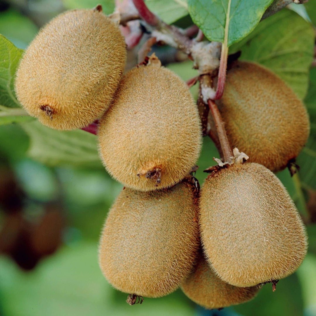 Kiwi Autofertil Solissimo - Actinidia Deliciosa