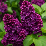 Liliac Pachet Promotional - Syringa Vulgaris