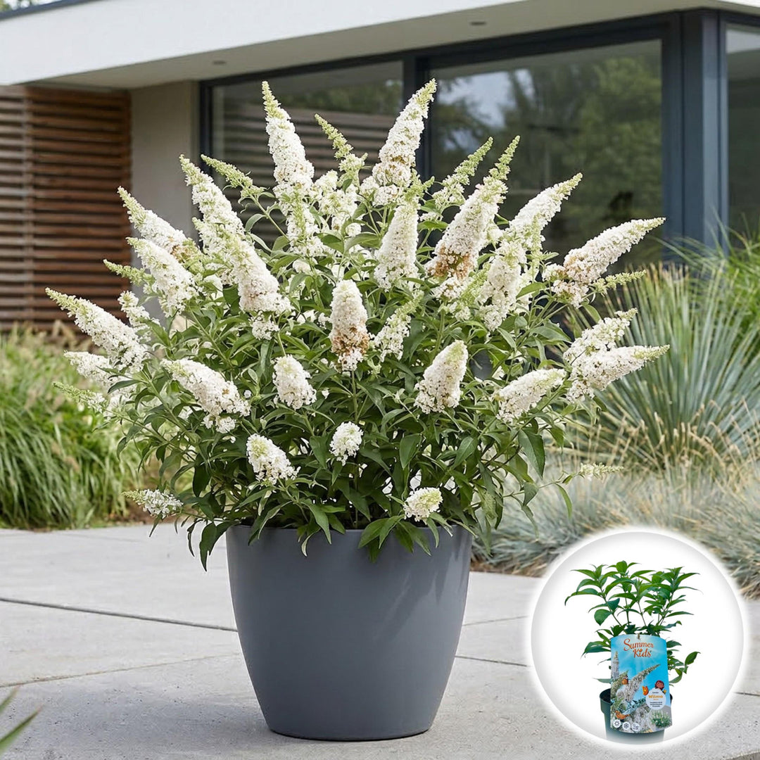 Liliac de Vara - Buddleja Alb