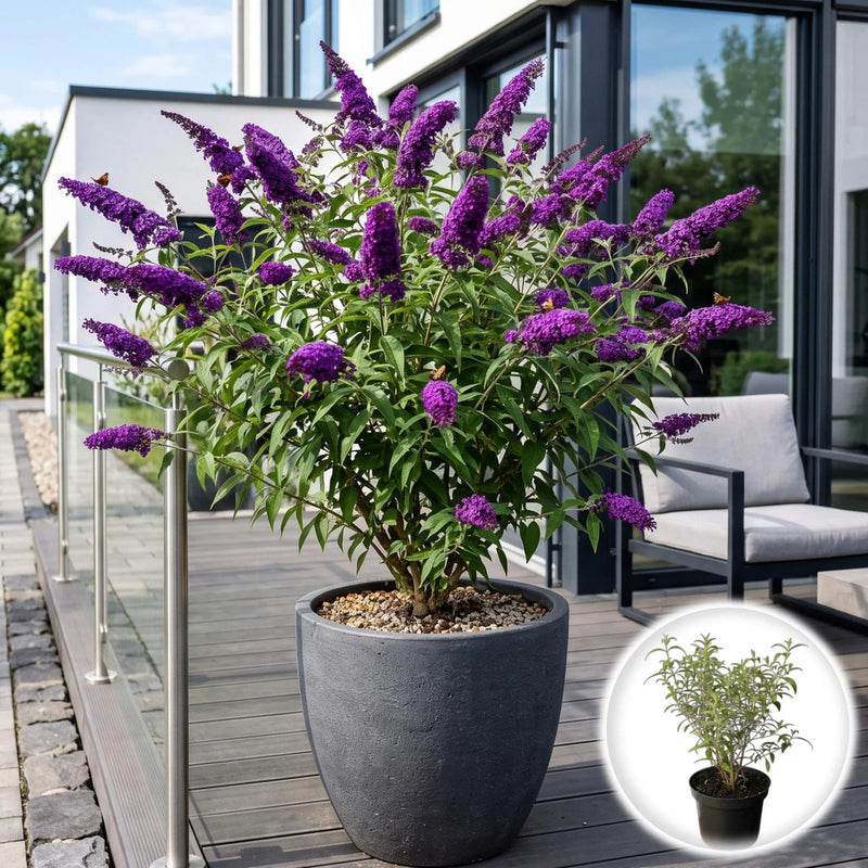 Liliac de Vara - Buddleja Albastru