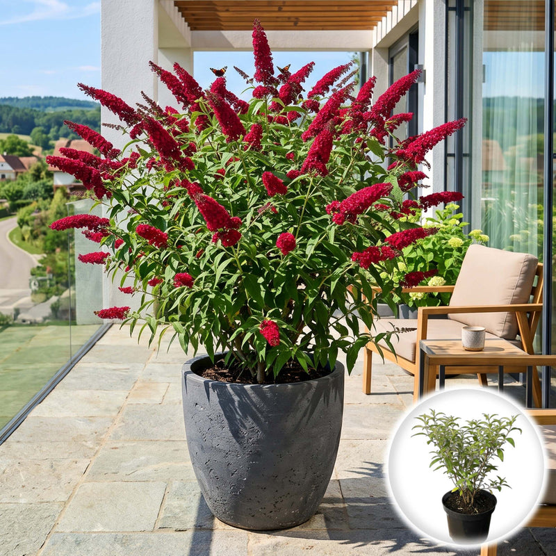 Liliac de Vara - Buddleja Rosu
