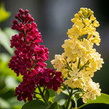 Liliac Pachet Promotional - Syringa Vulgaris