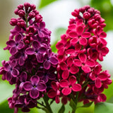 Liliac Pachet Promotional - Syringa Vulgaris