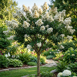 Liliac Indian Alb - Lagerstroemia Indica