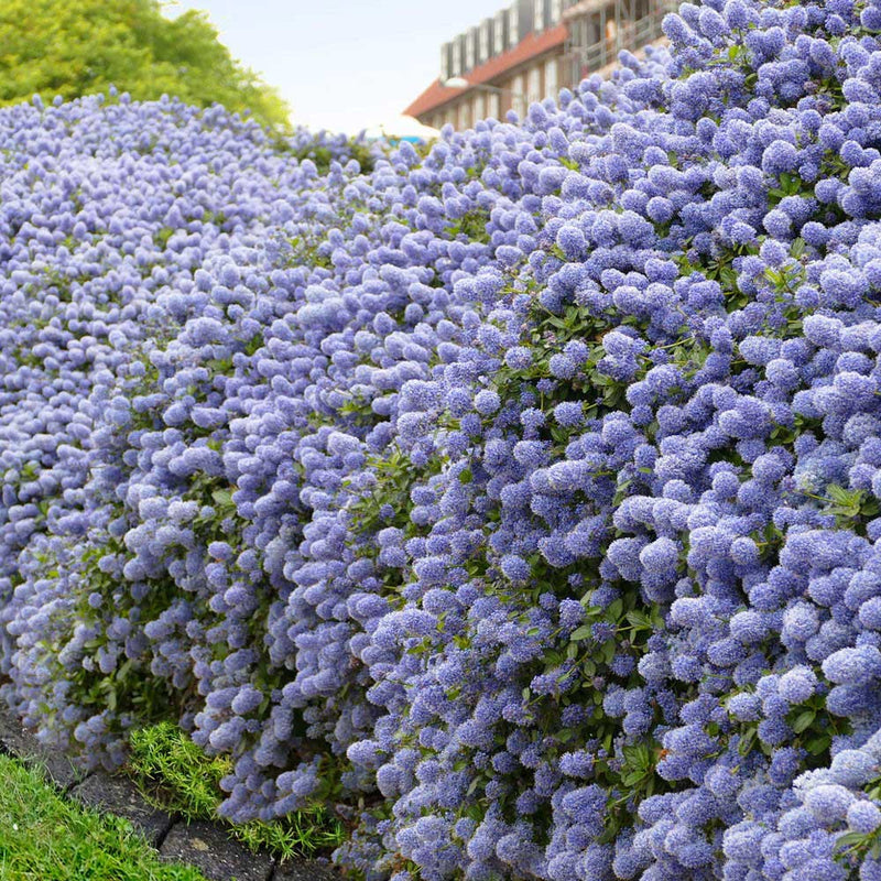 Liliac Californian Albastru - Ceanothus (Vesnic Verde)