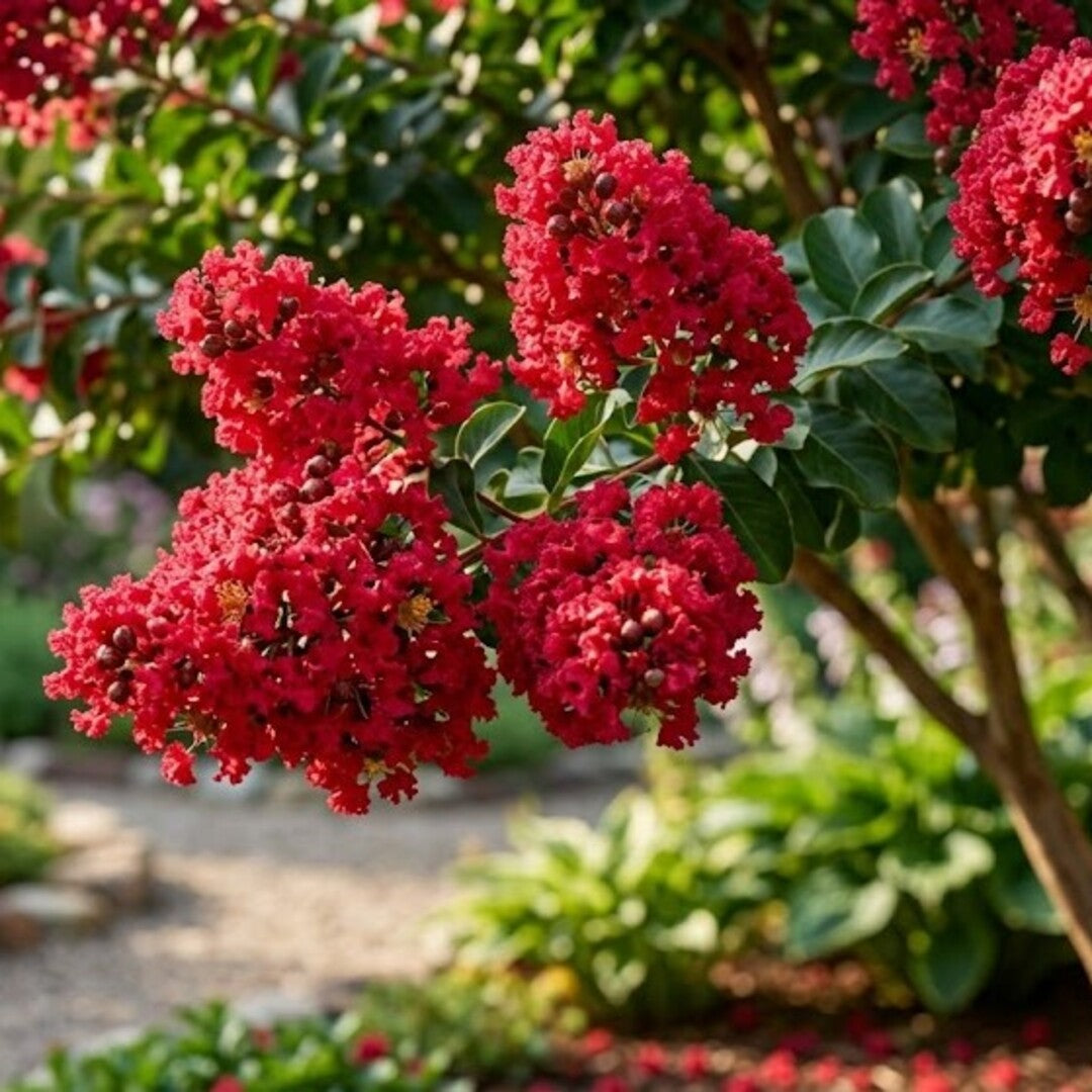 Liliac Indian Rosu - Lagerstroemia Indica