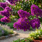 Liliac Indian Violet - Lagerstroemia Indica