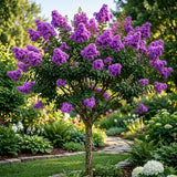 Liliac Indian Violet - Lagerstroemia Indica