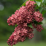 Liliac Pachet Promotional - Syringa Vulgaris