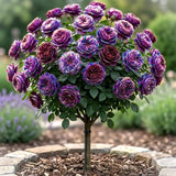 Trandafir Pomisor "Love for Lux" Anul 4