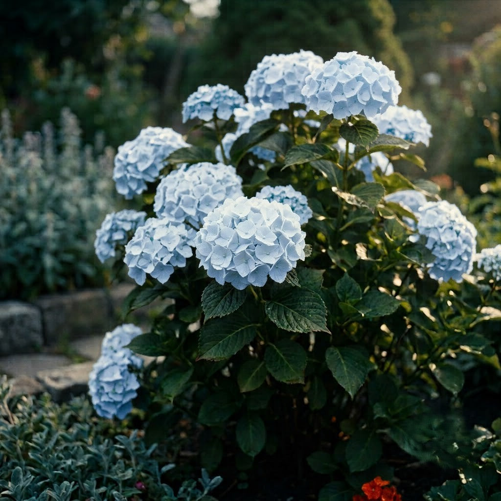 Hortensia Macrophylla Albastra - Hortensie de Umbra