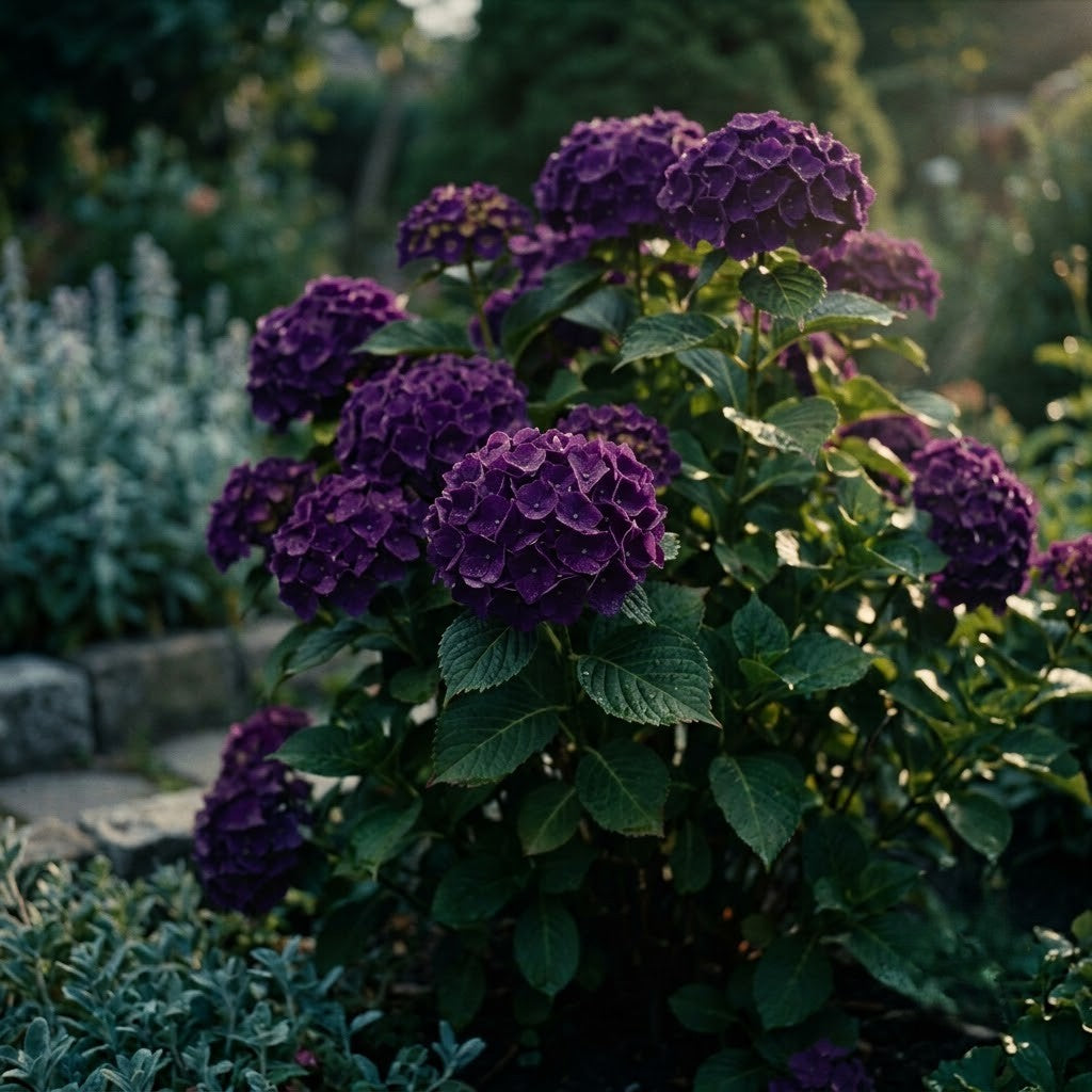 Hortensia Macrophylla Violet - Hortensie de Umbra