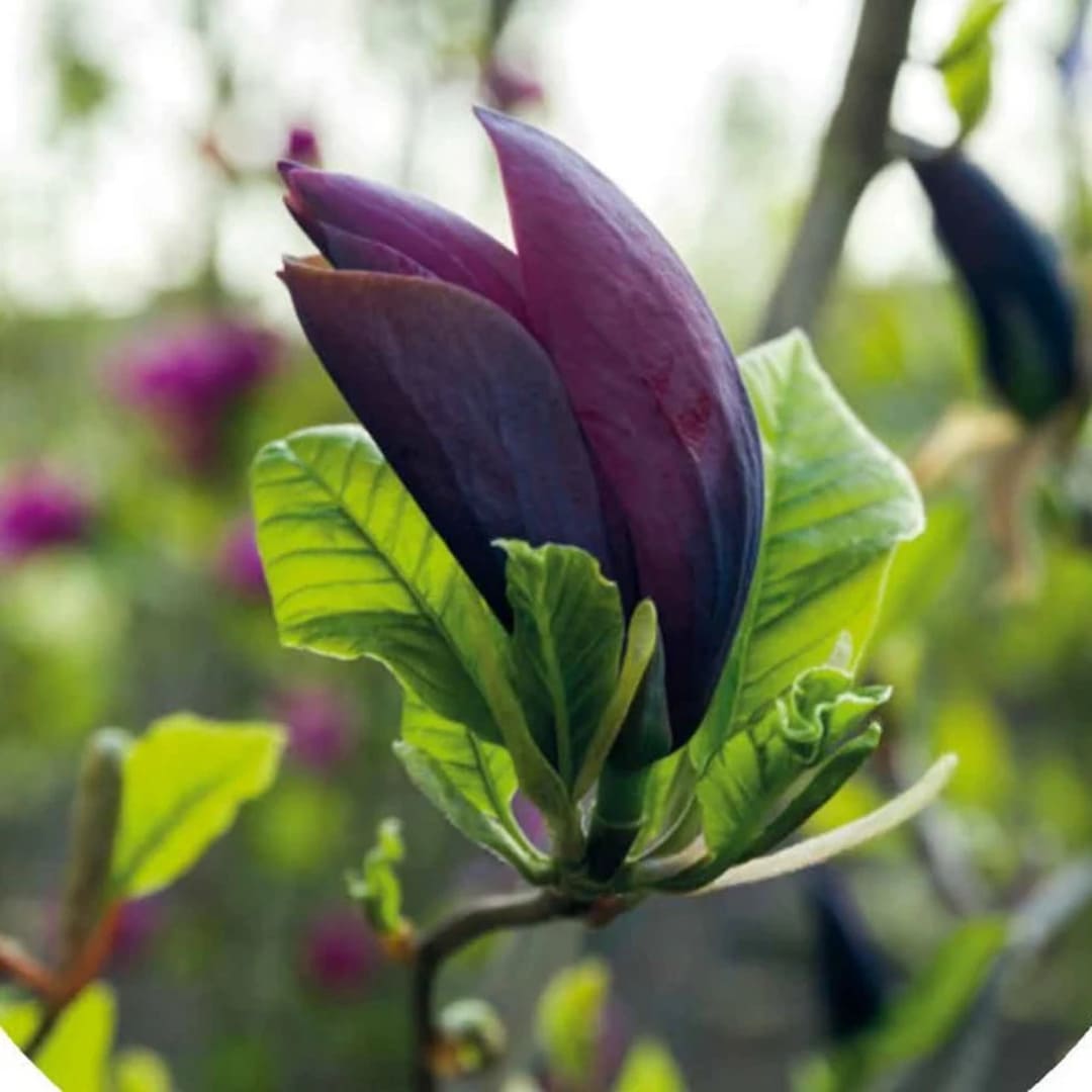 Magnolia "Black Beauty" - Flori Mari Parfumate