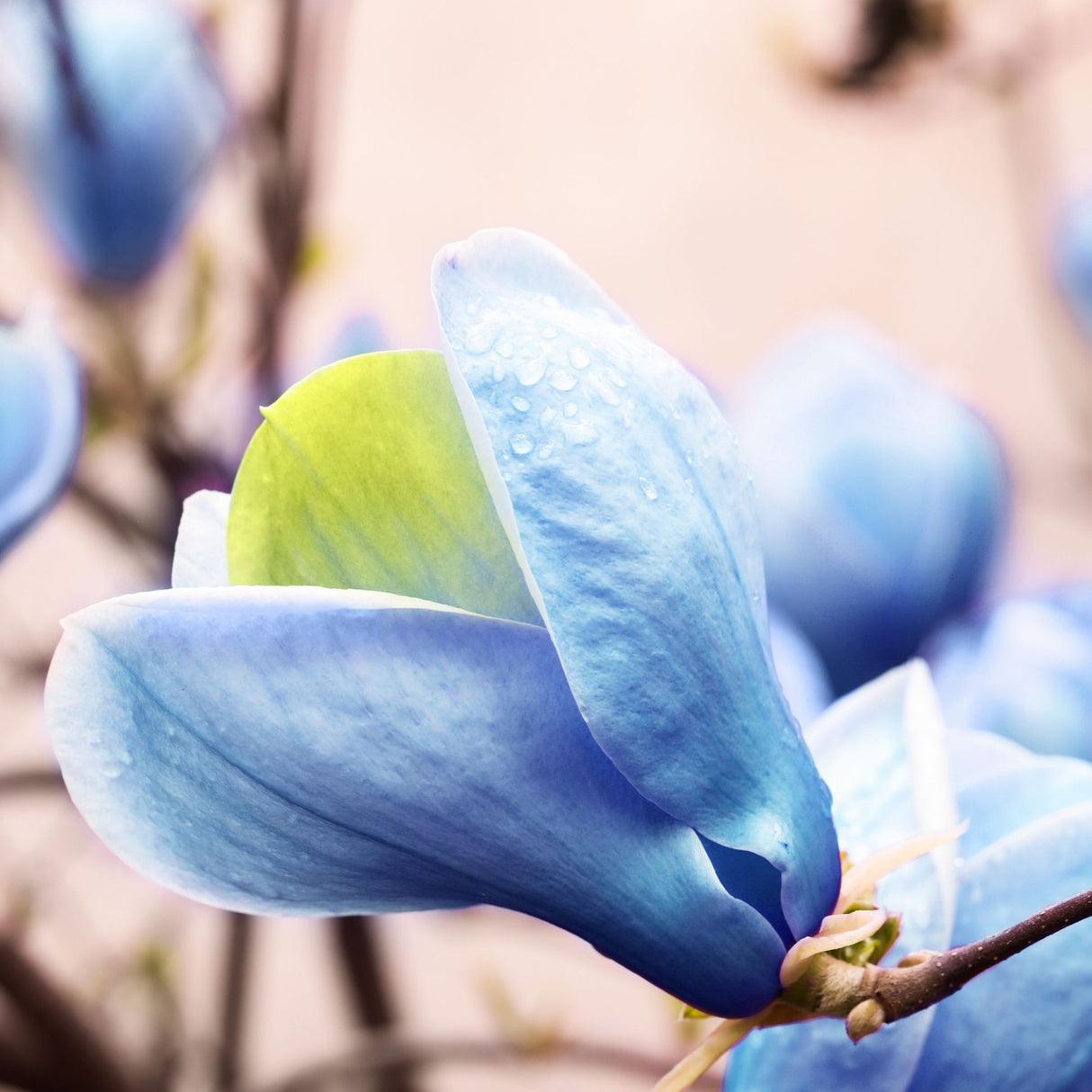Magnolia "Soft Blue" - Flori Mari Parfumate
