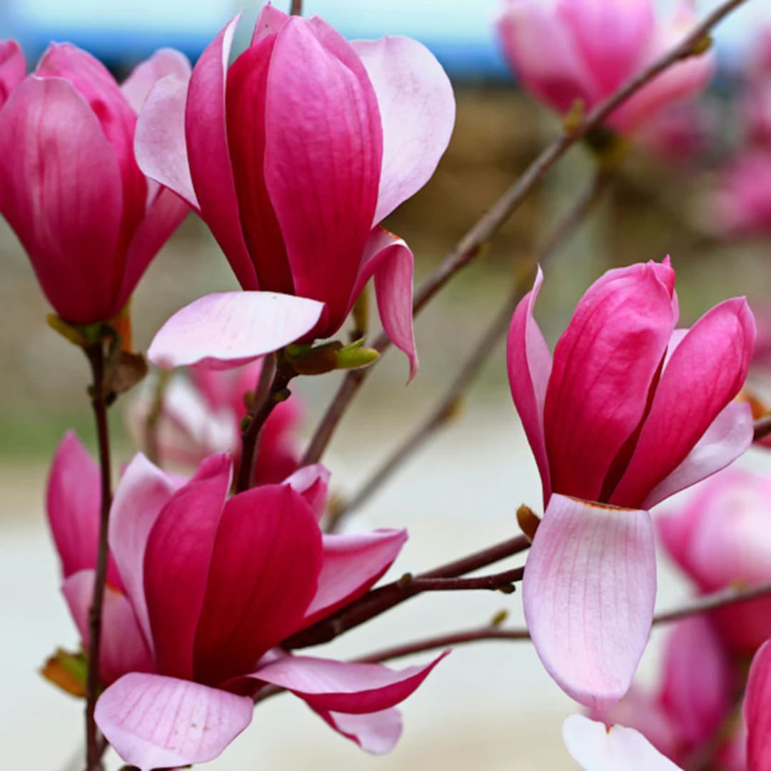 Magnolia "Fire" - Flori Mari Parfumate