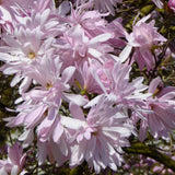 Magnolia "Stellata Rosea" - Flori Mari Parfumate