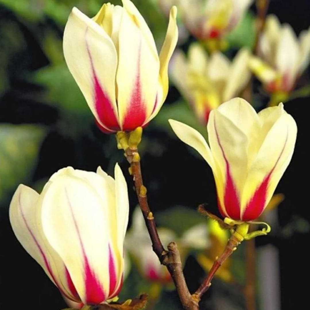 Magnolia "Sunrise" - Flori Mari Parfumate