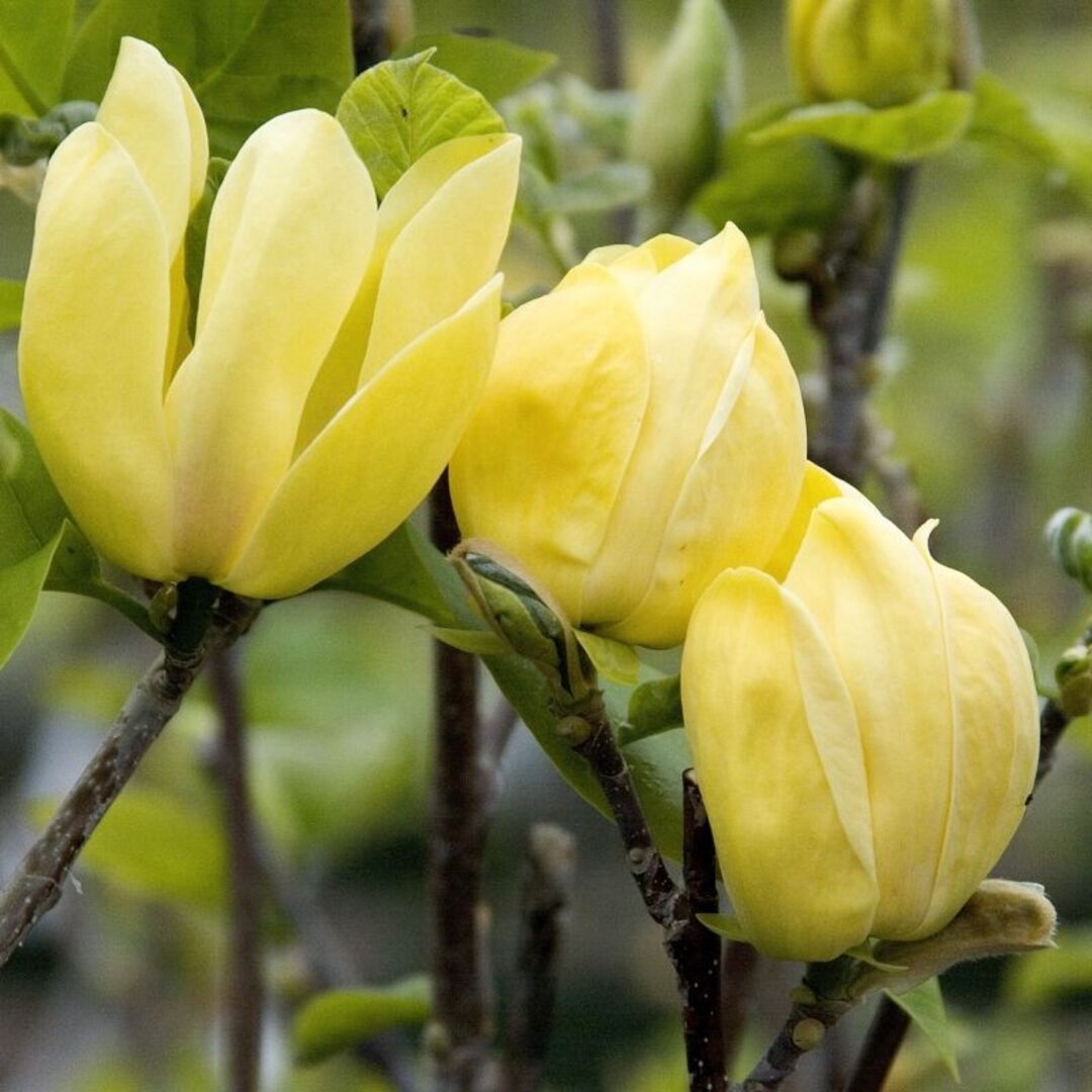 Magnolia "Yellow Bird" - Flori Mari Parfumate
