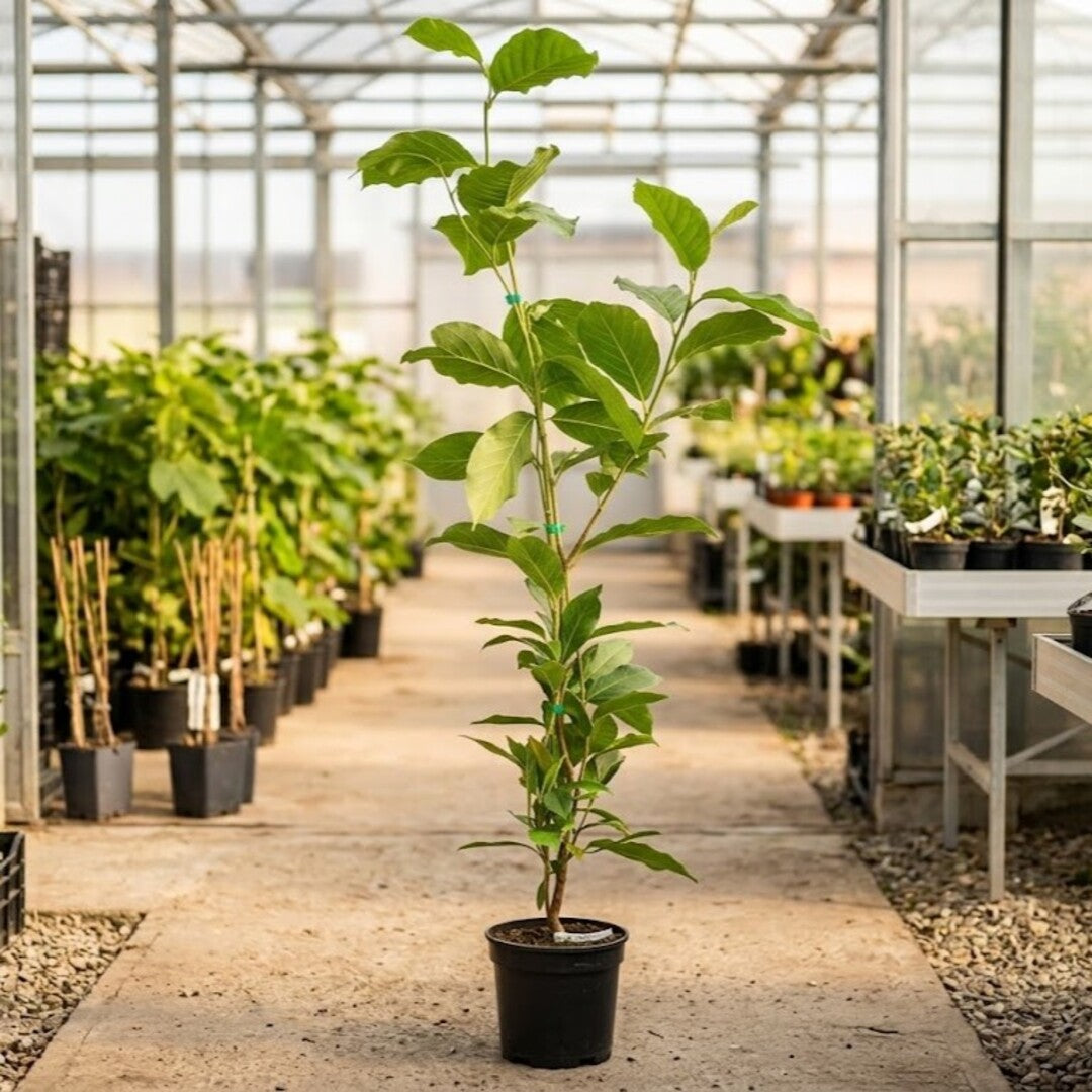 Magnolia "Fire" - Flori Mari Parfumate