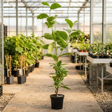 Magnolia "Fire" - Flori Mari Parfumate