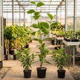 Magnolia "Fire" - Flori Mari Parfumate