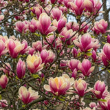 Magnolia "Yellow Pink" - Flori Mari Parfumate