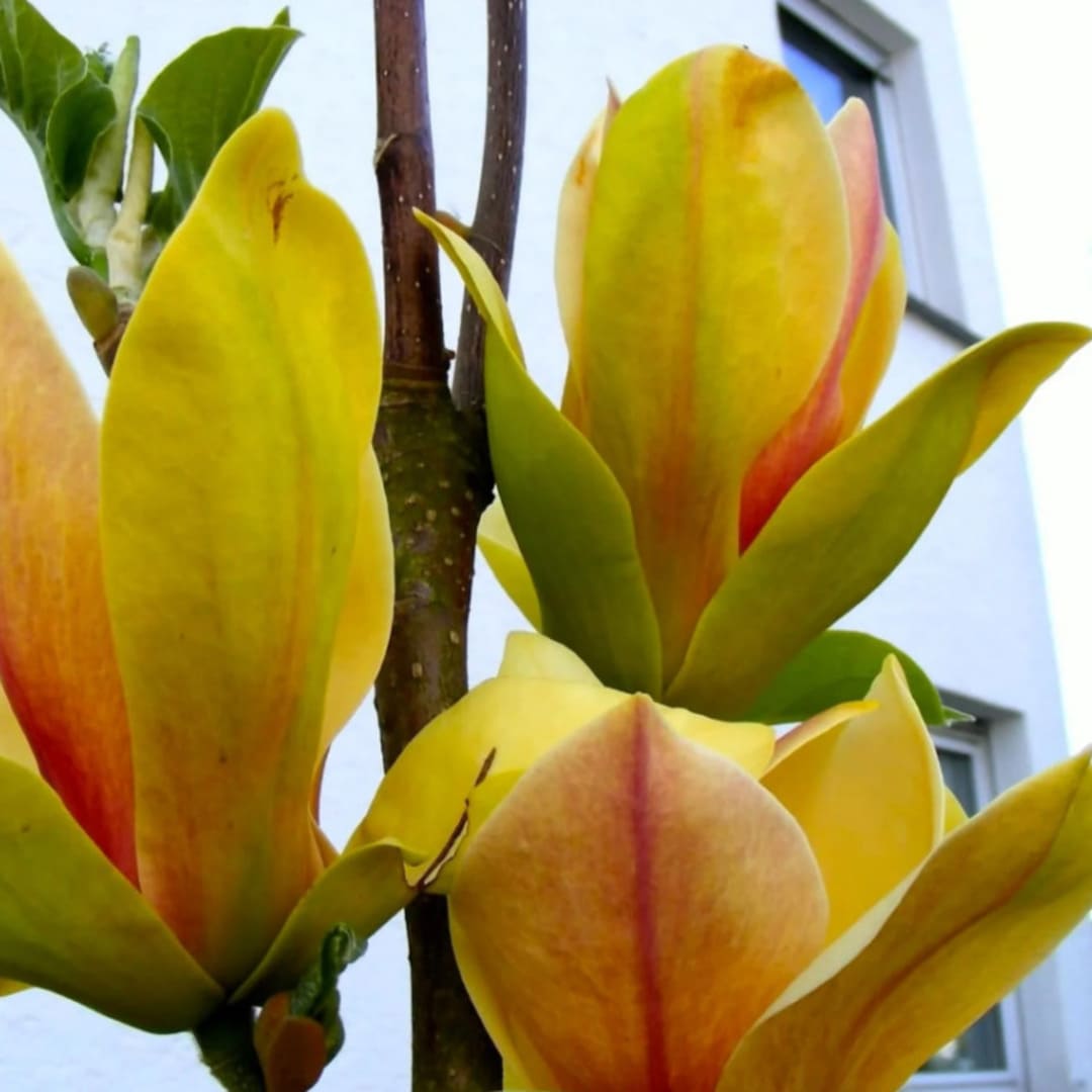 Magnolia "Sunsation" - Flori Mari Parfumate