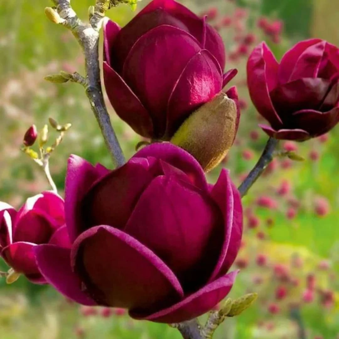 Magnolia "Red Intuition" - Flori Mari Parfumate