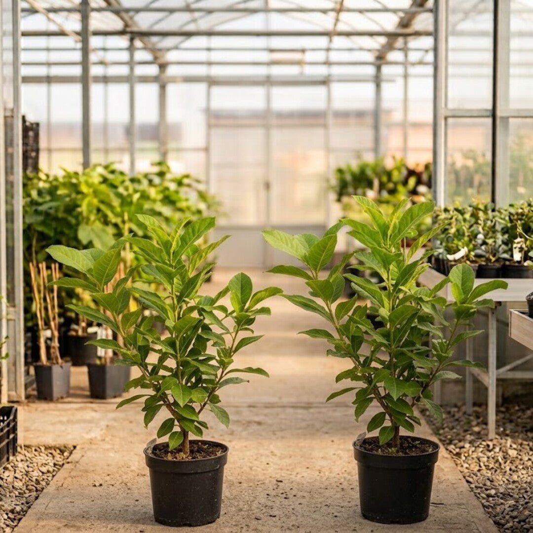 Magnolia "Fire" - Flori Mari Parfumate
