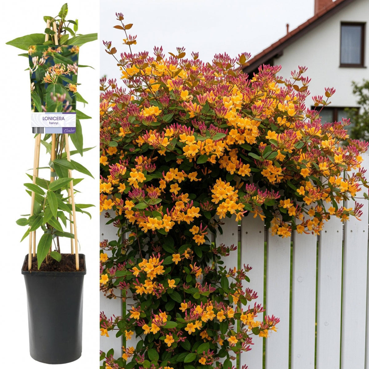 Mana Maicii Domnului - Caprifoi Lonicera Japonica Henry