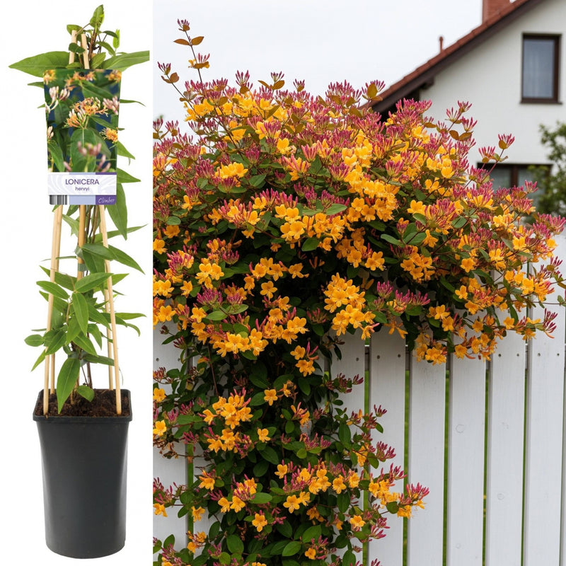 Mana Maicii Domnului - Caprifoi Lonicera Japonica Henry